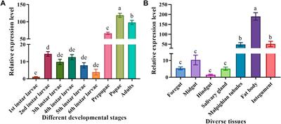 Trehalose-6-phosphate synthase regulates chitin synthesis in Mythimna separata